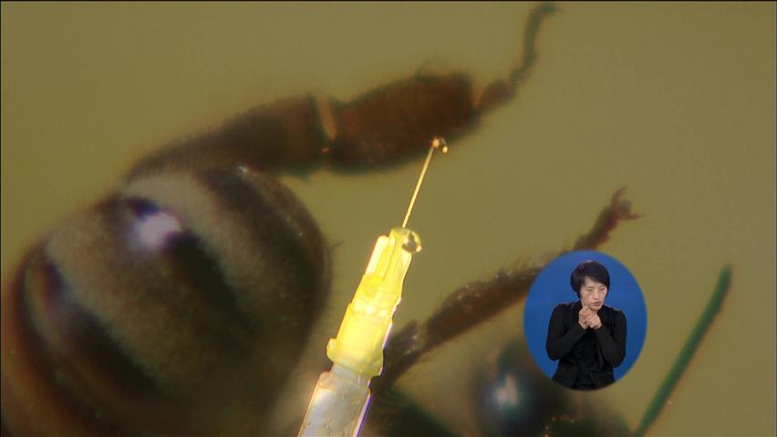 “벌침 봉독, 파킨슨병 치료에 효과”