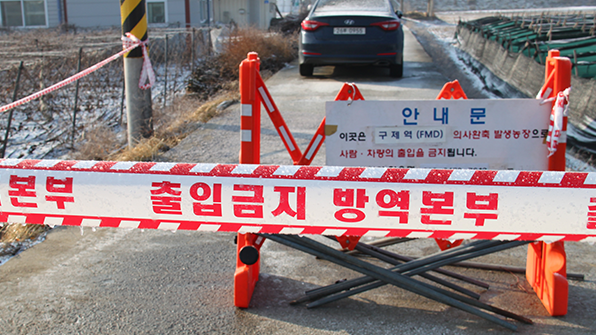 구제역 백신 긴급수입 사실상 무산