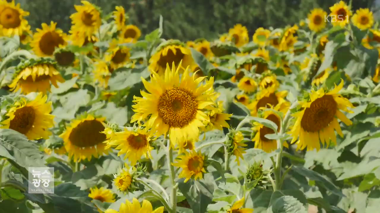 ‘가을을 만나다’…전국 곳곳 축제 풍성