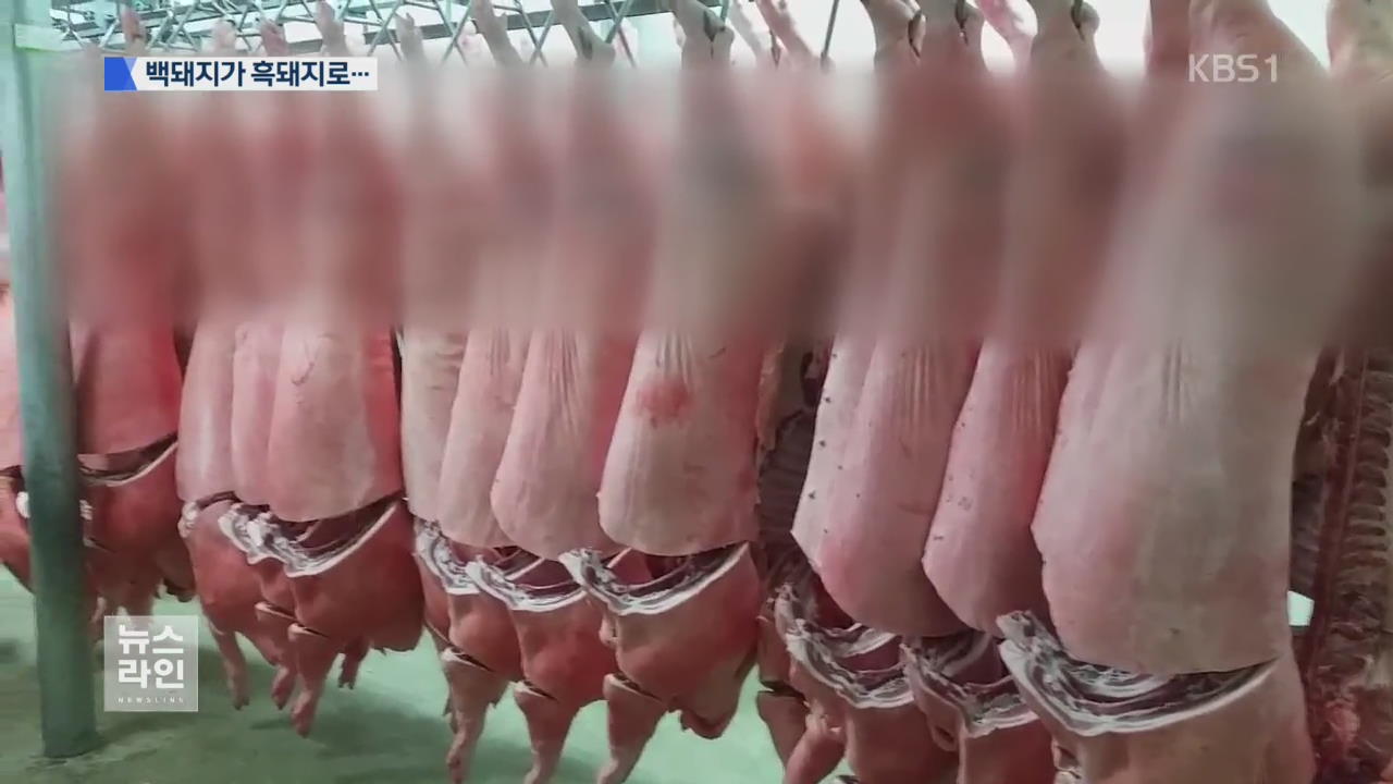 31억 원대 유통 ‘가짜 흑돼지’ 덜미