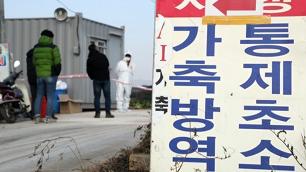고병원성 AI 확진에 전국 일제소독…전통시장 병아리 판매금지