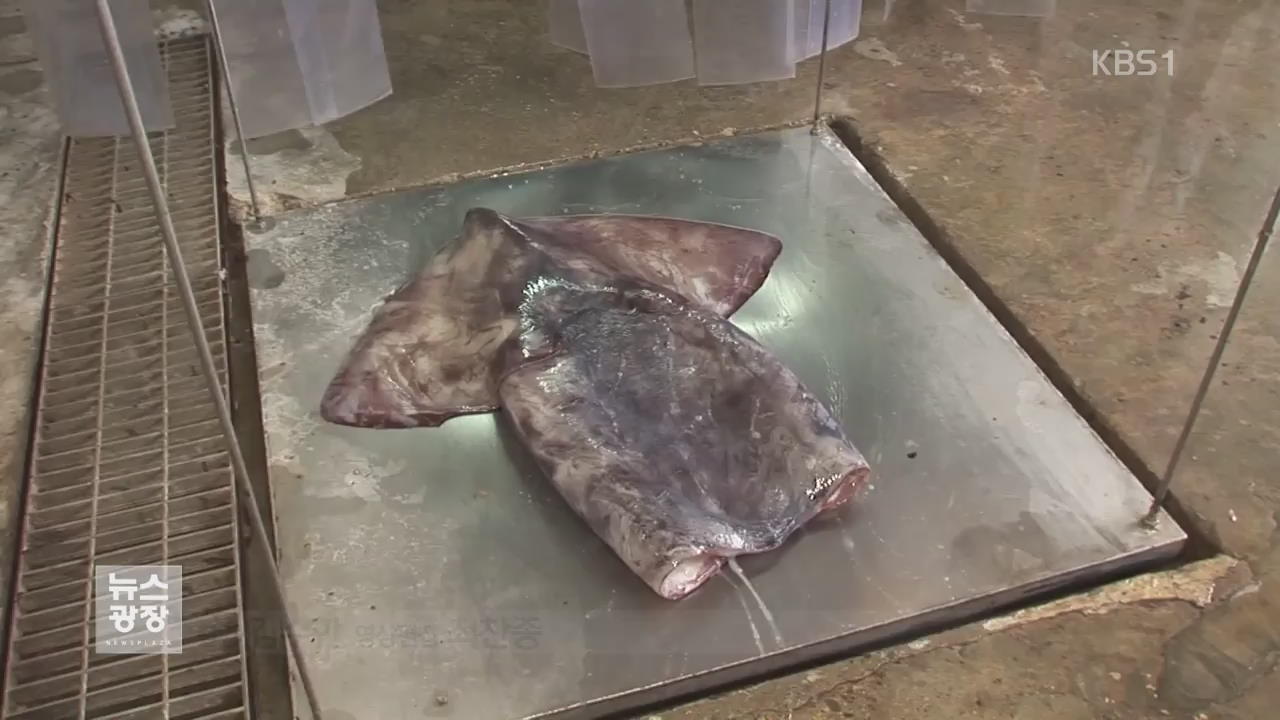 동태평양 라니냐에 수온 ‘뚝’…사라진 대왕오징어
