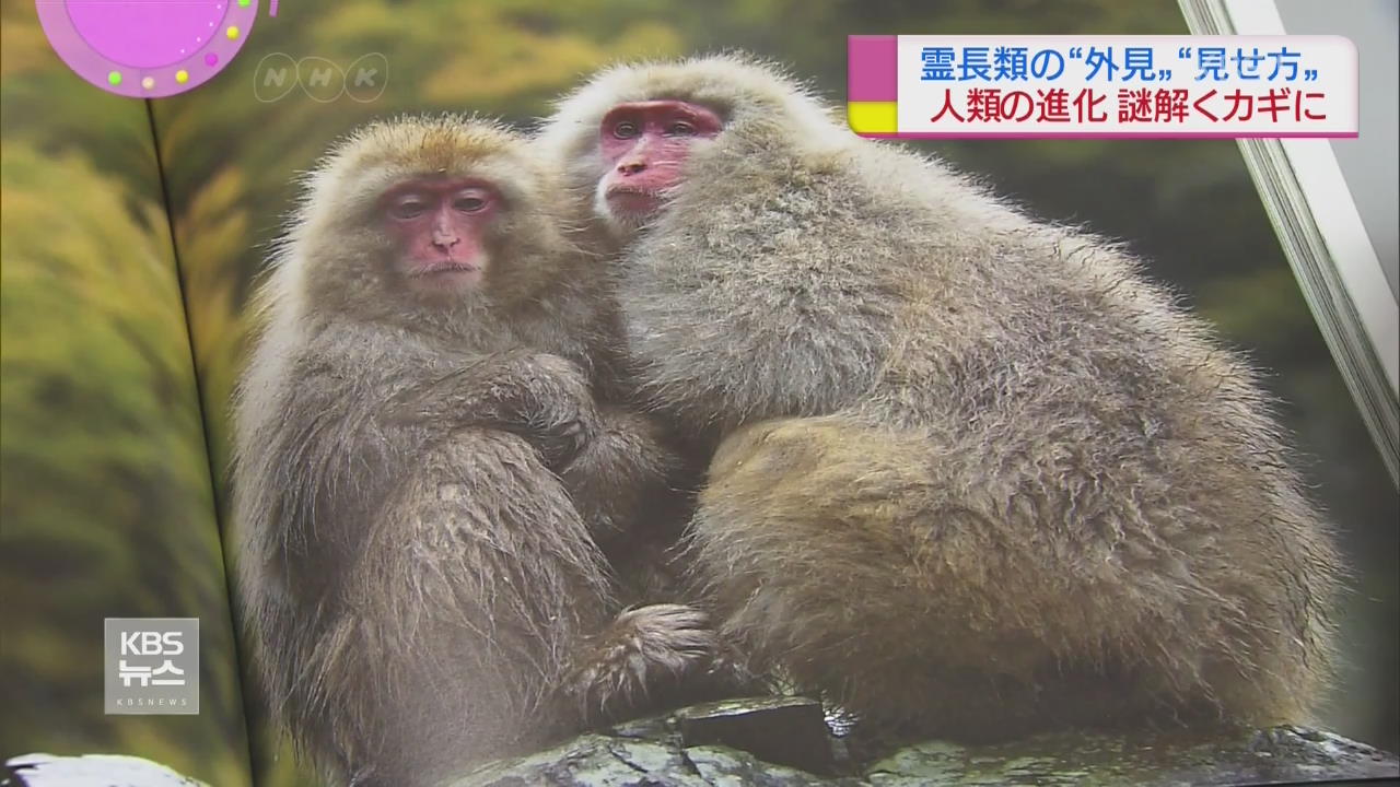日 “원숭이도 겉모습 중시…뇌 발달”