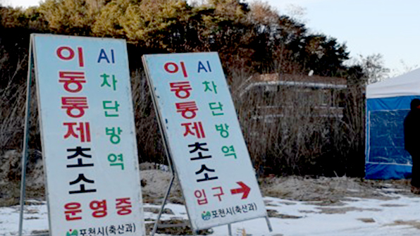 전국 최대 닭 사육지 포천서 AI 양성…닭 농가서는 처음