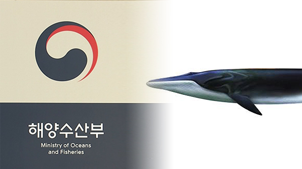 해수부, ‘길이 14m’ 초대형 참고래 실물표본 만든다