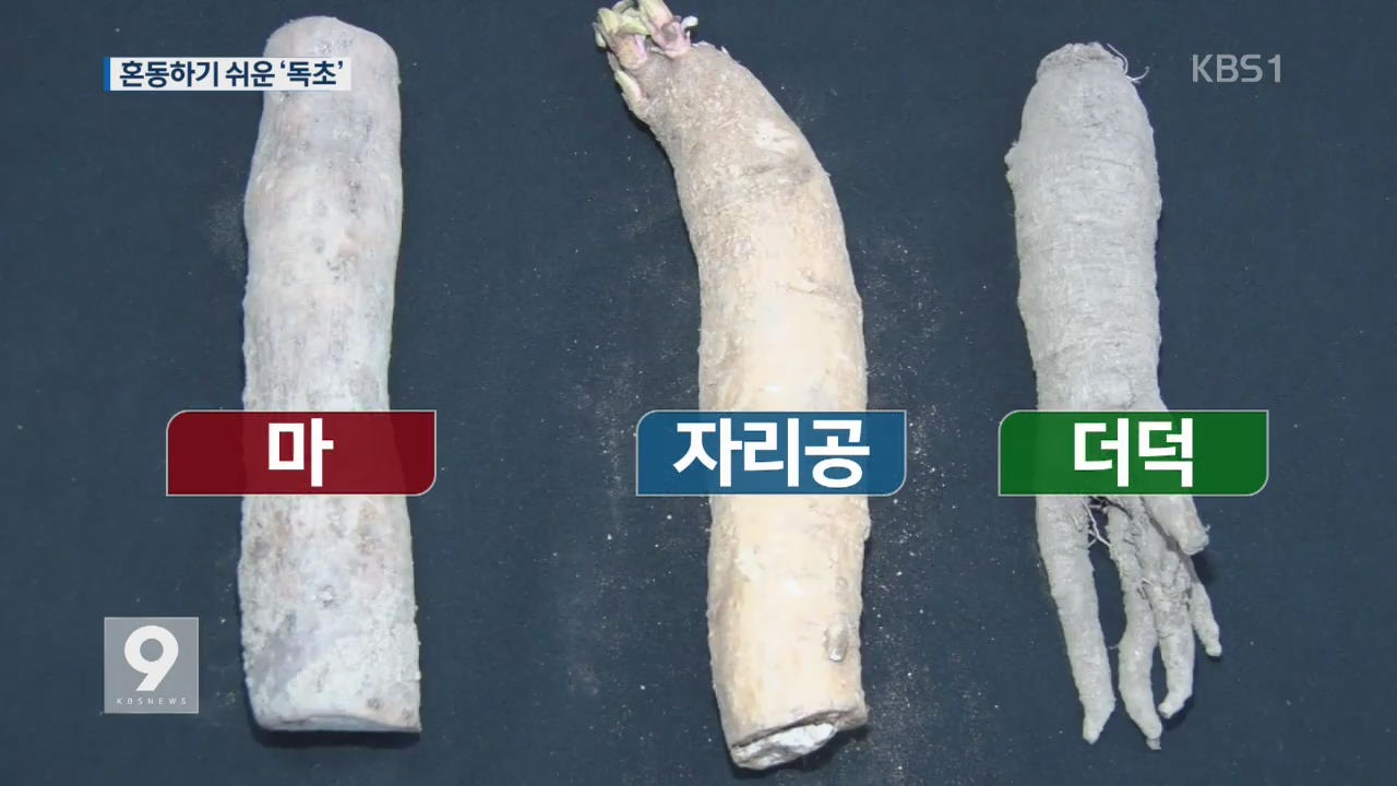산나물인 줄 알고 먹었는데…헷갈리는 ‘독초’ 구별법은?