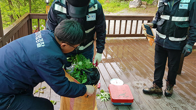 모집산행 통해 산나물·약초 불법채취…9명 적발