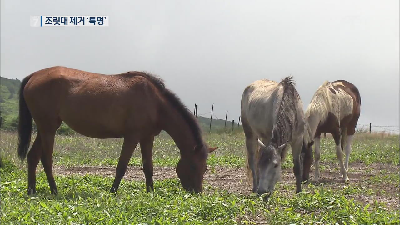 ‘제주 조릿대’ 퇴치 특명!…말 방목 효과 톡톡