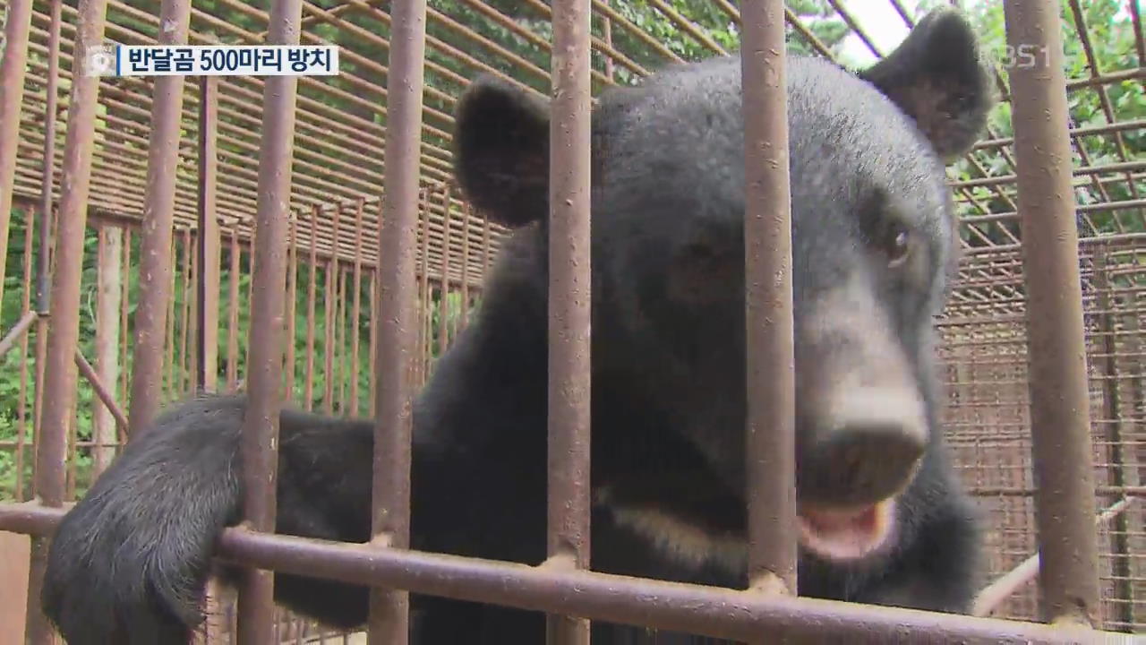 “죽을 날만 기다려요”…사육 반달곰 500마리 ‘시한부 운명’