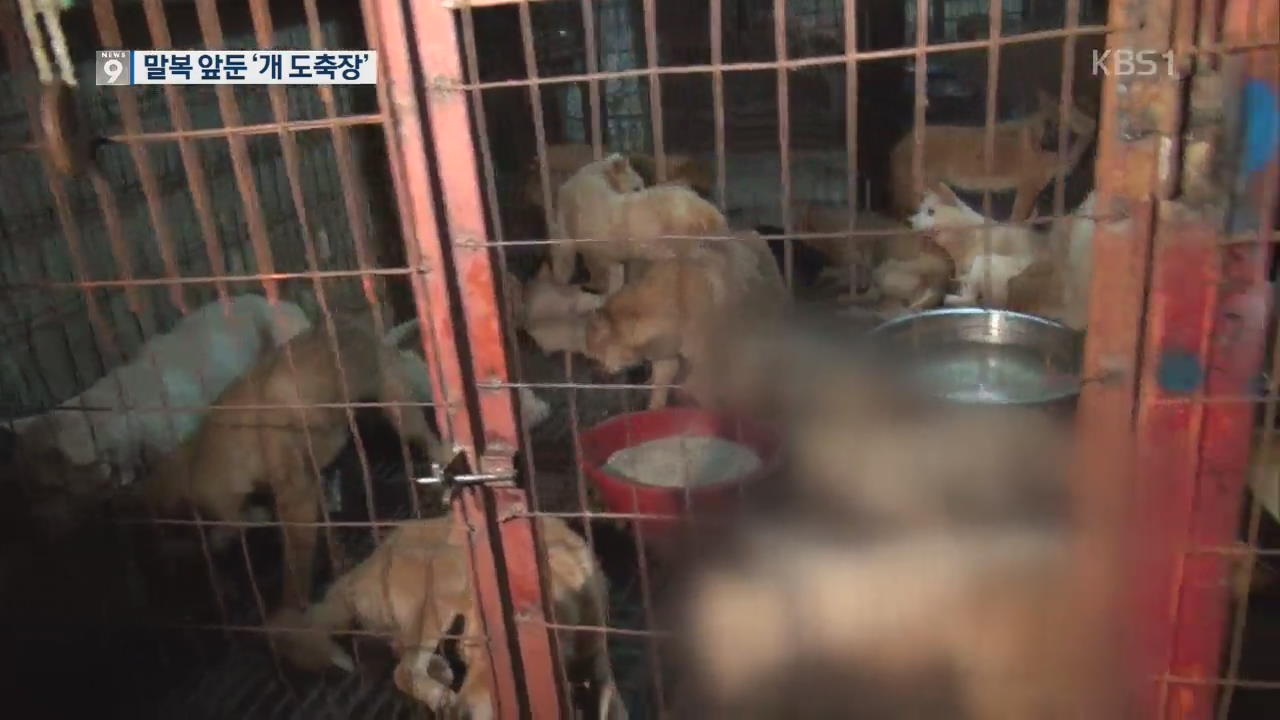 말복 앞둔 ‘개 도축장’…복날마다 반복되는 ‘충돌’