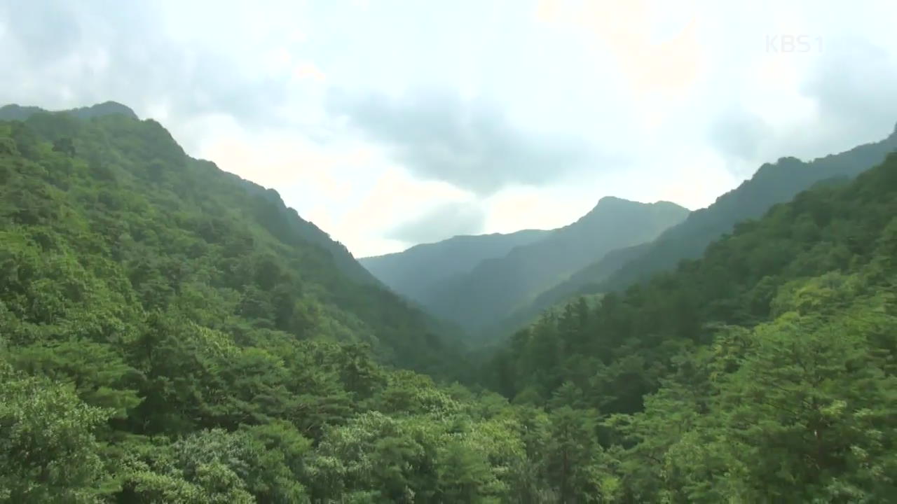 기묘하고 향기로운 ‘한반도 5대 명산’ 묘향산의 여름