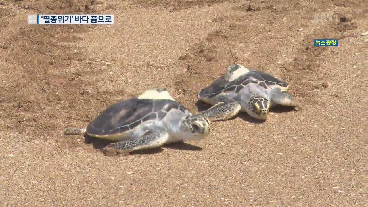 ‘멸종위기’ 바다 거북, 제주 바다 품으로