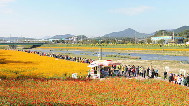장성 노란꽃축제장서 교통사고…관광객 5명 부상