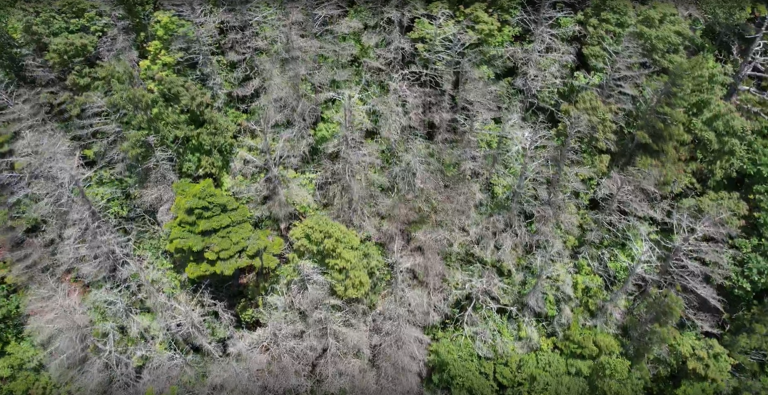 지리산 천왕봉 가문비나무 집단고사 (화면제공 : 녹색연합)
