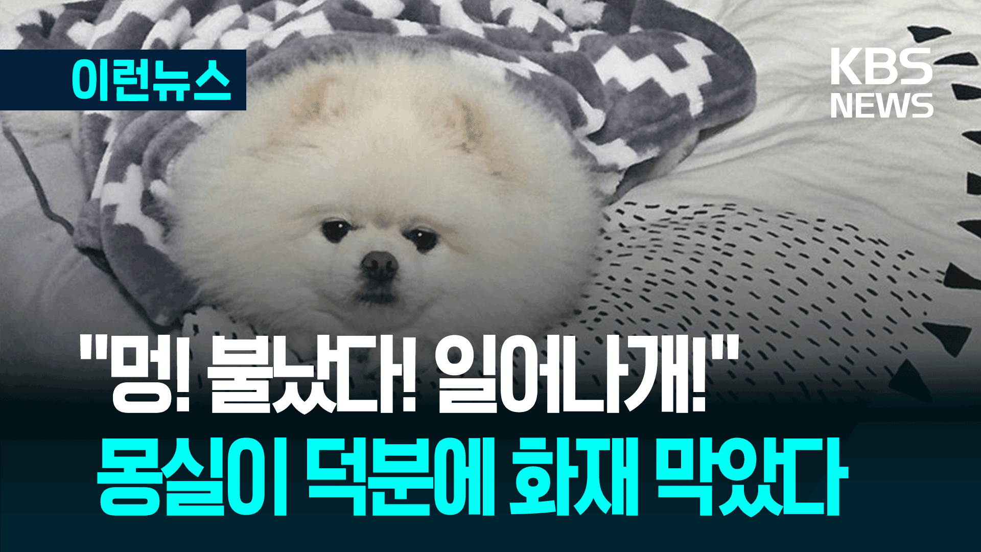 새벽 3시에 ‘멍멍’…불길 막은 작은 영웅 ‘몽실이’  기사 이미지