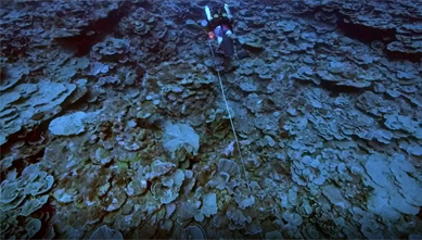 남태평양 해저서 거대 장미꽃 산호초 발견…총 길이 3㎞