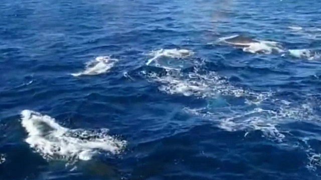 남극해에서 고래 천 마리 한꺼번에 발견